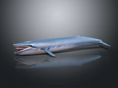 Realistic 3D Blue Whale Model With Open Mouth Shiny Skin And Dark Background 3d model