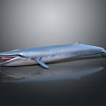 Realistic 3D Blue Whale Model With Open Mouth Shiny Skin And Dark Background
