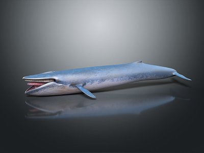 modern whale blue whale cartoon whale mammal 3d model