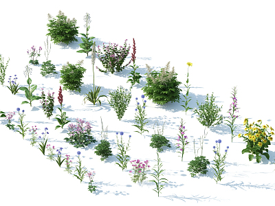 Modern Shrubs Garden Plants Shrubs Flowers model