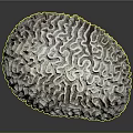 Close Up View Of Detailed Brain Coral Aquatic Animal With Intricate Surface Patterns