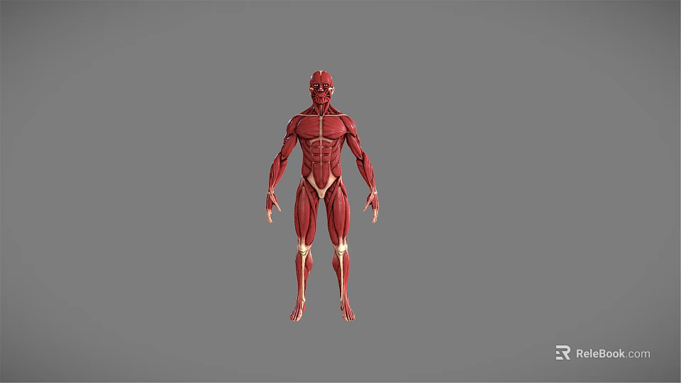 Medical Device Human Muscle Anatomy 3D Model Educational Visualization Tool 3d model 