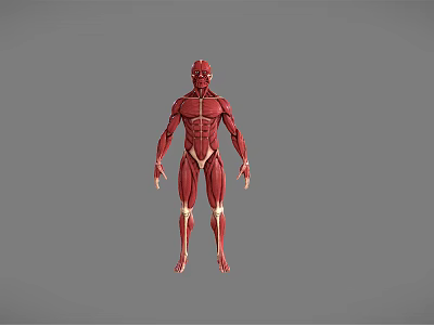 modern human human male musculature 3d model