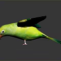 Green and yellow parrot bowing head with partially spread wings standing on reflective dark background