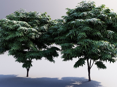 Trees Street Trees Maple Trees Maple Trees Maple Trees Landscape Trees Landscape Trees 3d model