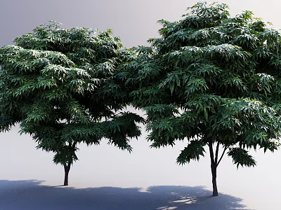 Lush Arbor Trees With Dense Green Leaves And Sturdy Trunks On Light Background With Shadows 3d model