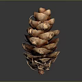 Brown Natural Pine Cone With Detailed Textured Scales Against Gray Background