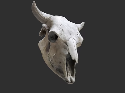 Detailed Bull Skull Sculpture Hand Carved With Intricate Bone Structure Artwork 3d model