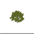Lush Green Arbor With Yellow Flowers Multiple Trunks And Human Silhouette For Scale