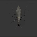 Detailed Black Insect With Long Legs And Antennae On Gray Background
