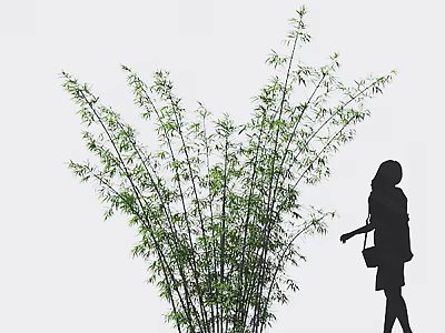 Silhouette Of A Woman Near Lush Bamboo Plants Against Light Background 3d model