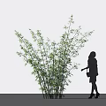 Silhouette Of A Woman Near Lush Bamboo Plants Against Light Background