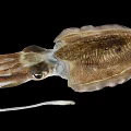 Brown Squid With Elongated Tentacles And Detailed Body On Black Background