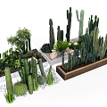 Assorted Cactus And Succulent Bonsai Plants In Decorative Pots With Stones