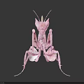 Pink Praying Mantis Detailed Body Structure With Long Legs And Wings