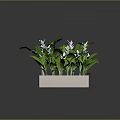 Green Leafy White Flowering Plants in a White Rectangular Pot with Fresh Blooms