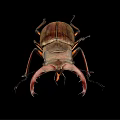Stag Beetle With Large Curved Mandibles On Black Background Close Up View