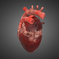 The Modern Heart 3d model