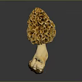 Fresh Natural Morel Mushroom With Yellow Honeycomb Cap And White Stem
