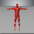Detailed Human Muscle Anatomy 3D Model In Red With Open Arms Pose