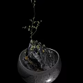 Bonsai Plant with Small Green Leaves and Thin Branches on Rock in Round Ceramic Pot