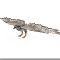 White Spotted Eagle With Spread Wings And Yellow Talons In Flight Posture On White Background 3d model