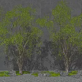 Modern landscape tree arbor courtyard tree modeling tree moss stone landscape sketch 3d model