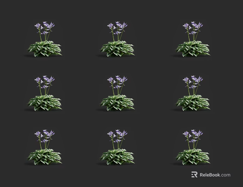 Purple Flowering Plants With Green Leaves Arranged Neatly On Black Background 3d model 