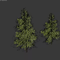 Two Tall Pine Trees With Green Foliage And Slender Trunks Against Gray Background