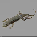 Lizard With Blue Brown Patterns And White Back Tag Against Gray Gradient Background
