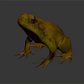 Yellow Toad Standing On Grey Background With Textured Skin And Large Eyes