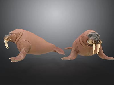 Two Realistic Walrus 3D Models With Brown Fur And Long Tusks 3d model