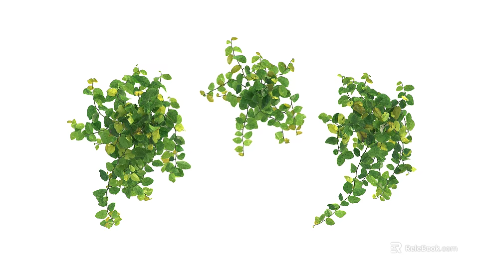Lush Green Vine Plants With Dense Foliage For Home Decoration 3d model 