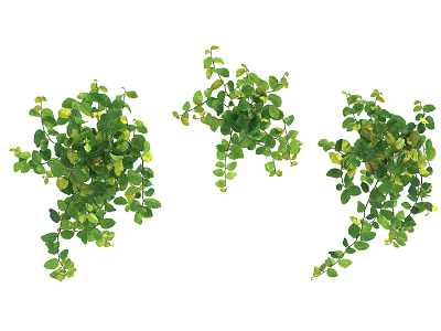 Lush Green Vine Plants With Dense Foliage For Home Decoration 3d model