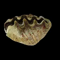 Symbiotic Marine Plant Algae Growing On Giant Clam Shell With Wavy Patterns And Green Hues