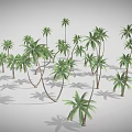 Multiple Palm Trees With Green Fronds And Long Trunks Casting Shadows 3d model
