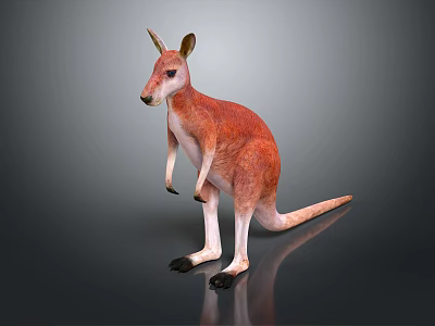 Realistic Reddish Orange And White Kangaroo Standing On Gray Gradient Background 3d model