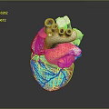 3D Heart Model Medical Device with Detailed Structure for Surgical Training and Education