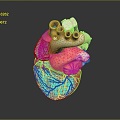 Heart Heart Model Human Heart Heart Anatomical Organ Human Organ Model Human Organ Human Body 3d model