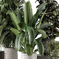 Indoor Plants With Large Leaf Palm And Monstera In Black Metal Woven Marble Pots