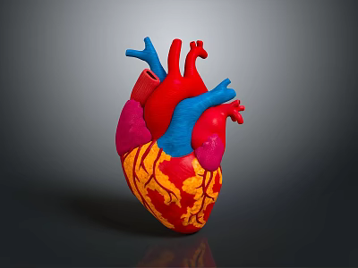 Thoracic Organ Anatomical Heart Model With Colorful Detailed Red Blue Pink Yellow Parts 3d model