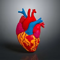 Thoracic Organ Anatomical Heart Model With Colorful Detailed Red Blue Pink Yellow Parts