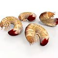 Four Segmented Larvae With Yellowish White Body And Red Tail On White Background