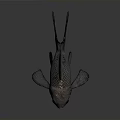 Dark Colored Fish With Large Eyes And Detailed Scales On Dark Background