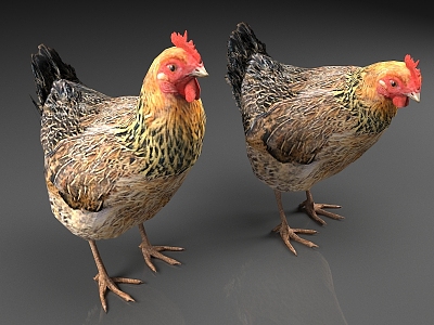 hen poultry animal 3d model