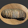Detailed Organ And Hair Structure Display With Natural Biological Texture