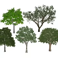 Various Arbor Trees Showcased With Green Foliage And Different Crown Shapes
