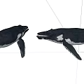 Two Whale Models Adult And Juvenile Facing Each Other Showcasing Aquatic Animal Interaction
