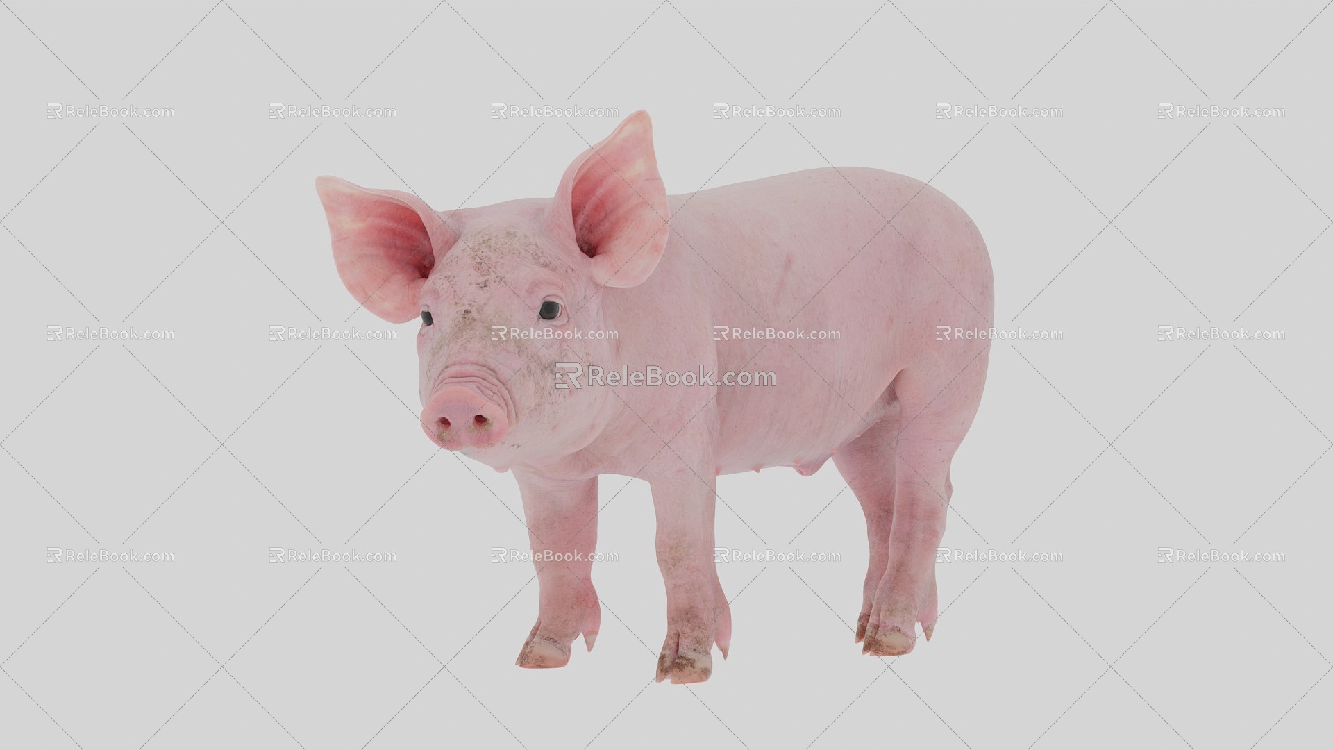 Super realistic pig 3d model