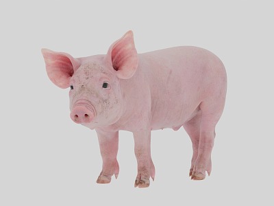 Super realistic pig model